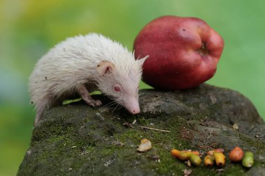 Genç bir kirpi yere düşen olgun bir elmayı yemeye hazırdır. Bu memelinin bilimsel adı Atelerix albiventris..