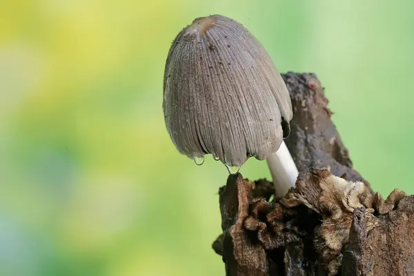 stock image Shaggy inkcap mushroom is ready to bloom. This plant that grows in damp places has the scientific name Coprinus comatus.