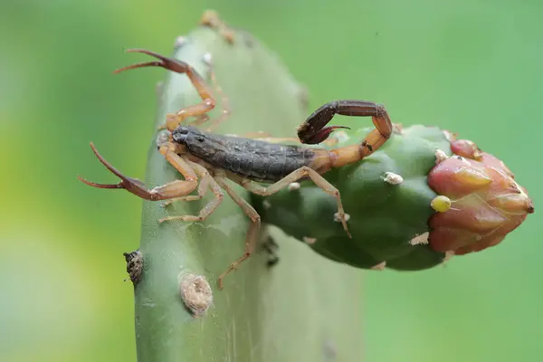 Stock image A Chinese swimming scorpion is looking for prey on the stem of a wild cactus. This Scorpion has the scientific name Lychas mucronatus.