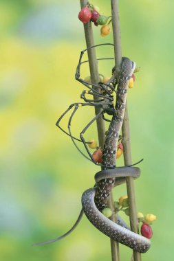 Sarı çizgili bir yarışçı yılan bir örümceği avlıyor. Bu zehirli olmayan sürüngenin bilimsel adı Coelognathus flavolineatus..