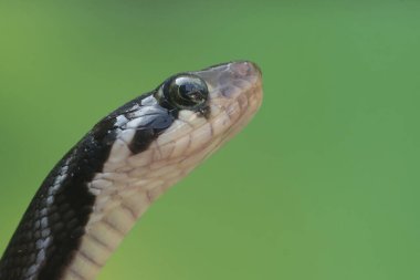 Keskin gözlü, sarı çizgili bir yarışçı yılanının kafası. Bu zehirli olmayan sürüngenin bilimsel adı Coelognathus flavolineatus..