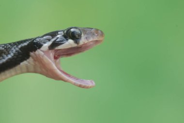 Keskin gözlü, sarı çizgili bir yarışçı yılanının kafası. Bu zehirli olmayan sürüngenin bilimsel adı Coelognathus flavolineatus..