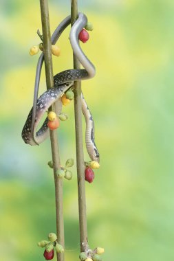 Sarı çizgili bir yarışçı yılanı çalılıklarda avlanıyor. Bu zehirli olmayan sürüngenin bilimsel adı Coelognathus flavolineatus..