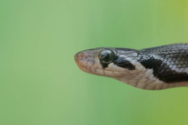 Keskin gözlü, sarı çizgili bir yarışçı yılanının kafası. Bu zehirli olmayan sürüngenin bilimsel adı Coelognathus flavolineatus..