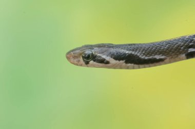 Keskin gözlü, sarı çizgili bir yarışçı yılanının kafası. Bu zehirli olmayan sürüngenin bilimsel adı Coelognathus flavolineatus..