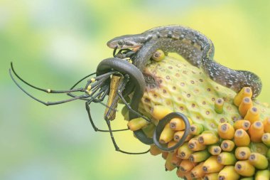 Sarı çizgili bir yarışçı yılan bir örümceği avlıyor. Bu zehirli olmayan sürüngenin bilimsel adı Coelognathus flavolineatus..