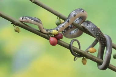 Sarı çizgili bir yarışçı yılanı çalılıklarda avlanıyor. Bu zehirli olmayan sürüngenin bilimsel adı Coelognathus flavolineatus..