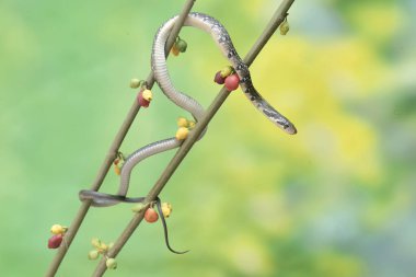 Sarı çizgili bir yarışçı yılanı çalılıklarda avlanıyor. Bu zehirli olmayan sürüngenin bilimsel adı Coelognathus flavolineatus..