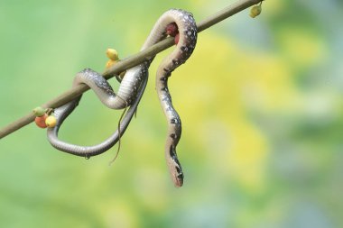 Sarı çizgili bir yarışçı yılanı çalılıklarda avlanıyor. Bu zehirli olmayan sürüngenin bilimsel adı Coelognathus flavolineatus..