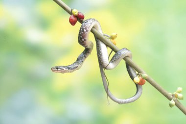 Sarı çizgili bir yarışçı yılanı çalılıklarda avlanıyor. Bu zehirli olmayan sürüngenin bilimsel adı Coelognathus flavolineatus..