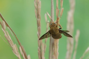 Bir marangoz vadisi arısı kuru pirinç saplarında yiyecek arıyor. Bu böceğin bilimsel adı Xylocopa varipuncta.
