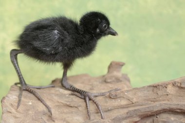 The cute and adorable appearance of a white-breasted waterhen chick that has just hatched from an egg. This bird has the scientific name Amaurornis phoenicurus. clipart