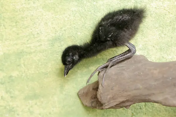 stock image The cute and adorable appearance of a white-breasted waterhen chick that has just hatched from an egg. This bird has the scientific name Amaurornis phoenicurus.