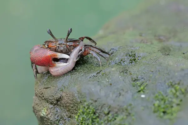 stock image A fiddler crab is reying on an earthworm. This animal has the scientific name Uca sp.