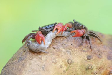 İki mangrov yengeci çürük bir ağaç gövdesine sıkışmış ölü bir balığı avlıyorlar. Bu hayvanın bilimsel adı Perisesarma sp.