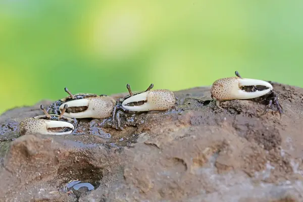 stock image A number of fiddler crabs are hunting for prey on a rotten log on the beach. This animal has the scientific name Uca sp.