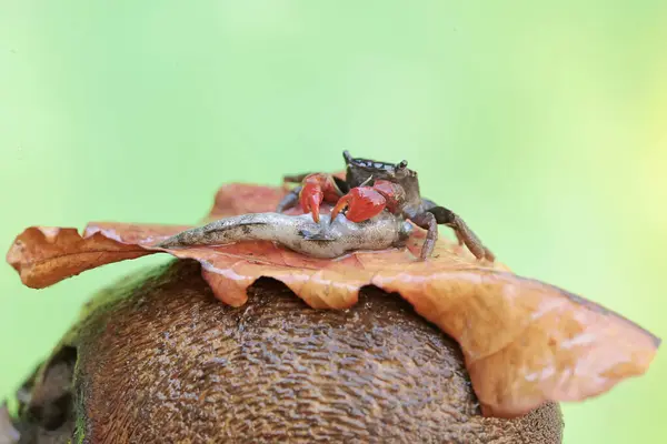 stock image A mangrove swimming crab is preying on a dead fish stuck in a rotten tree trunk. This animal has the scientific name Perisesarma sp.