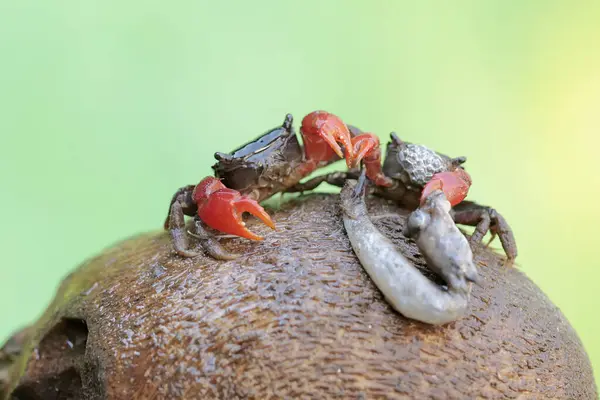 stock image Two mangrove swimming crabs are preying on a dead fish stuck in a rotten tree trunk. This animal has the scientific name Perisesarma sp.