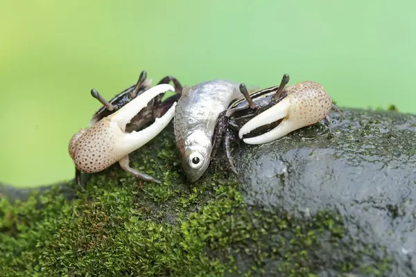 stock image Two fiddler crabs are eating fish. This animal has the scientific name Uca sp.