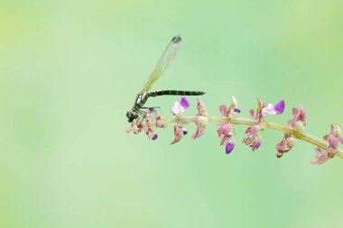 A golden gem damselfly is resting on wildflowers. This beautiful insect has the scientific name Libellago lineata. clipart