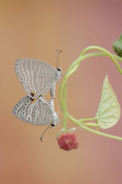 Bir kır çiçeği bitkisinin üzerinde çiftleşen bir çift gök mavisi kelebeği. Bu güzel böceğin bilimsel adı Jamides Celeno..