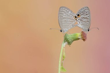 A pair of common cerulean butterflies mating on a wildflower plant. This beautiful insect has the scientific name Jamides celeno. clipart