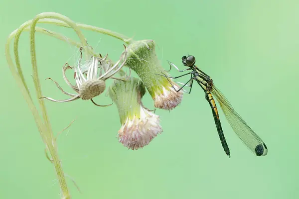 stock image A golden gem damselfly is resting on wildflowers. This beautiful insect has the scientific name Libellago lineata.