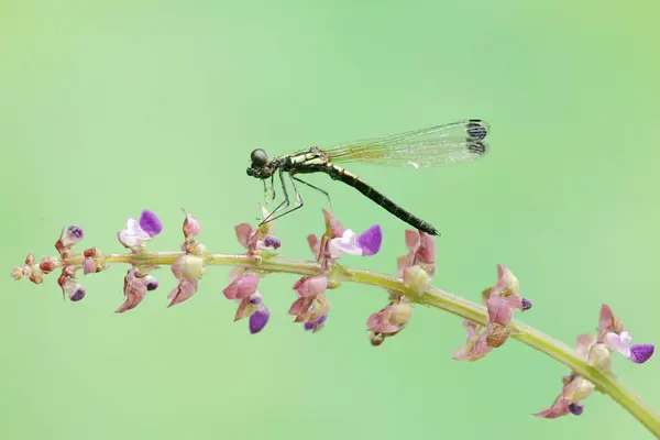 stock image A golden gem damselfly is resting on wildflowers. This beautiful insect has the scientific name Libellago lineata.