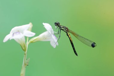 A golden gem damselfly is resting on wildflowers. This beautiful insect has the scientific name Libellago lineata. clipart