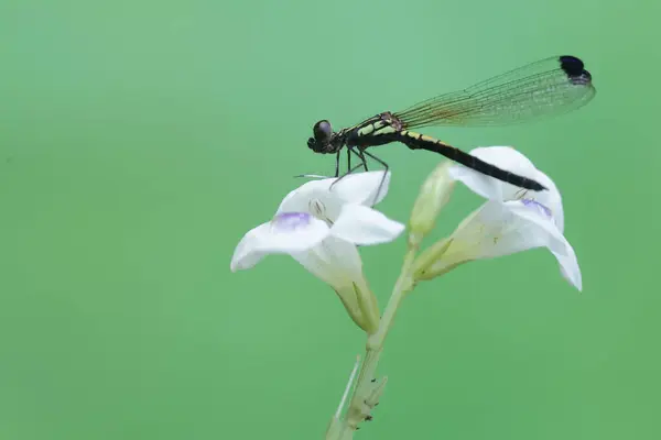 stock image A golden gem damselfly is resting on wildflowers. This beautiful insect has the scientific name Libellago lineata.