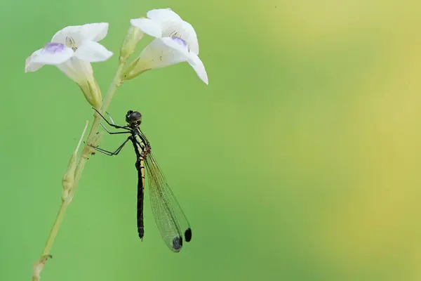 stock image A golden gem damselfly is resting on wildflowers. This beautiful insect has the scientific name Libellago lineata.