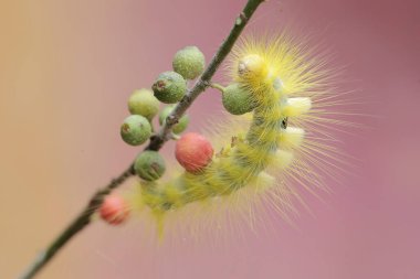 Eupterote testacea türünün parlak sarı tırtılı çalılıklarda yiyecek arıyor. Bu böcek çiçekleri, meyveleri ve taze yaprakları yiyor..