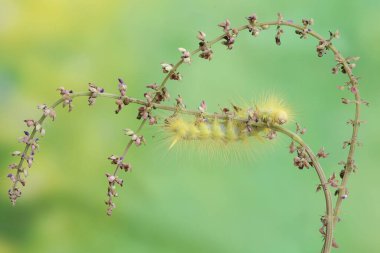 Eupterote testacea türünün parlak sarı tırtılı çalılıklarda yiyecek arıyor. Bu böcek çiçekleri, meyveleri ve taze yaprakları yiyor..