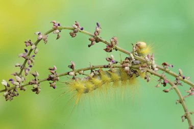 Eupterote testacea türünün parlak sarı tırtılı çalılıklarda yiyecek arıyor. Bu böcek çiçekleri, meyveleri ve taze yaprakları yiyor..