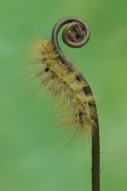 Türünün parlak sarı tırtılı Eupterote testacea vahşi eğrelti otunun genç yapraklarını yiyor..