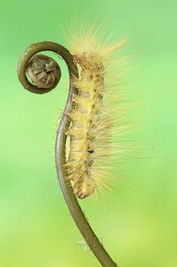 Türünün parlak sarı tırtılı Eupterote testacea vahşi eğrelti otunun genç yapraklarını yiyor..