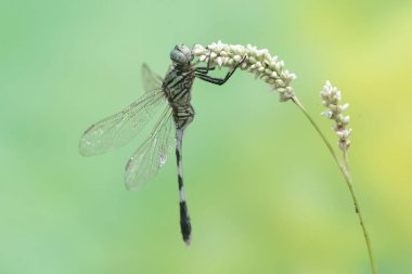 A green marsh hawk is preying on a small caterpillar. This insect has the scientific name Orthetrum sabina. clipart