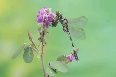 A green marsh hawk is preying on a small caterpillar. This insect has the scientific name Orthetrum sabina. clipart