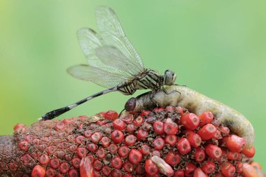 A green marsh hawk is preying on a large caterpillar. This insect has the scientific name Orthetrum sabina. clipart