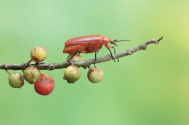 Kızıl saçlı bir kardinal böceği çalılıklarda yiyecek arıyor. Bu güzel renkli böceğin bilimsel adı Pyrochroa Serraticornis..