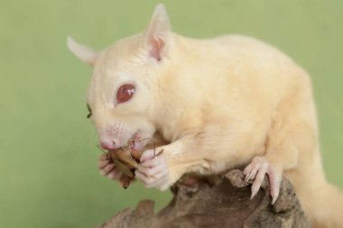 Genç bir planör bir cırcırböceğini avlıyor. Bu memelinin bilimsel adı Petaurus breviceps.