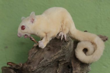 Genç bir planör bir cırcırböceğini avlıyor. Bu memelinin bilimsel adı Petaurus breviceps.