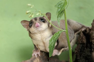 Genç bir planörün sevimli ve sevimli yüzü. Bu memelinin bilimsel adı Petaurus breviceps.