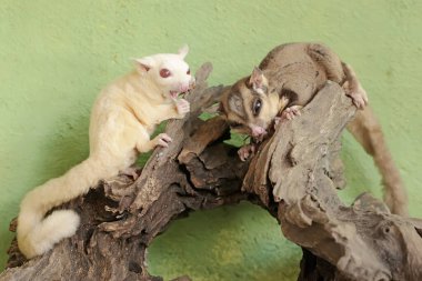 İki genç planör bir cırcırböceğini avlıyor. Bu memelinin bilimsel adı Petaurus breviceps.