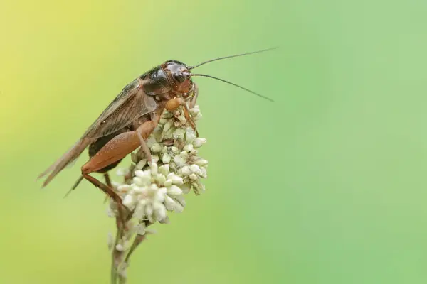 stock image A field cricket is eating wild grass flowers. This insect has the scientific name Gryllus campestris.