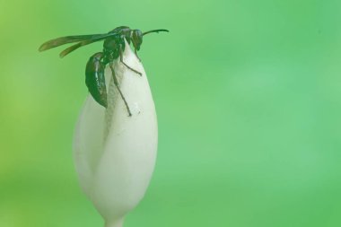 Bir kağıt eşekarısı çalılıklarda avlanıyor. Bu böceğin bilimsel adı Polistes metriksi.