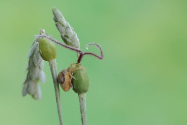 Örümcek düşüren bir kuş yabani bitki çiçeklerinde avlanıyor. Bu böceğin bilimsel adı Cyrtarachne perspicillata.
