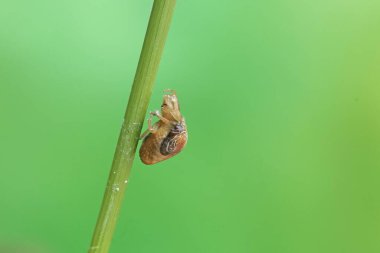 Örümcek düşüren bir kuş yabani bitki çiçeklerinde avlanıyor. Bu böceğin bilimsel adı Cyrtarachne perspicillata.