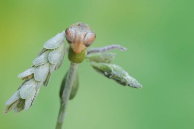 Örümcek düşüren bir kuş yabani bitki çiçeklerinde avlanıyor. Bu böceğin bilimsel adı Cyrtarachne perspicillata.