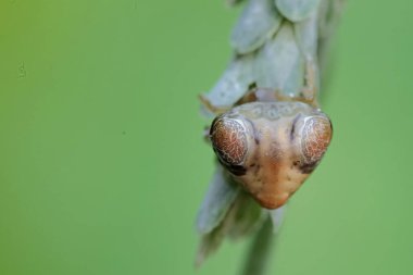Örümcek düşüren bir kuş yabani bitki çiçeklerinde avlanıyor. Bu böceğin bilimsel adı Cyrtarachne perspicillata.